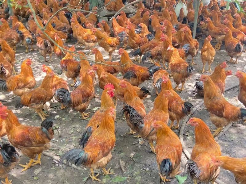 3800只中阉，均4斤，黄脚黄肉毛水可以，接大小车，