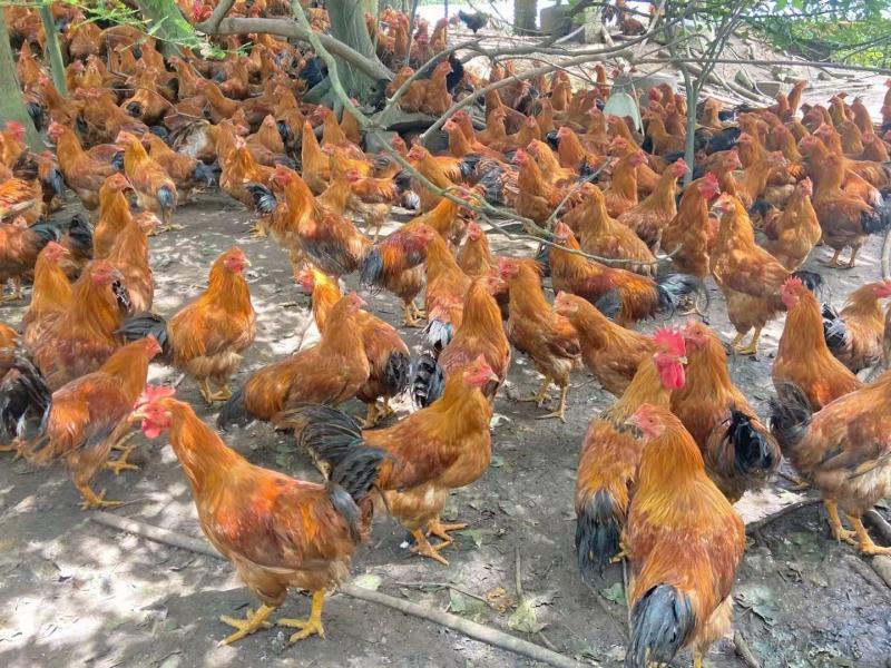 3800只中阉，均4斤，黄脚黄肉毛水可以，接大小车，