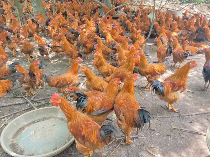3800只中阉，均4斤，黄脚黄肉毛水可以，接大小车，