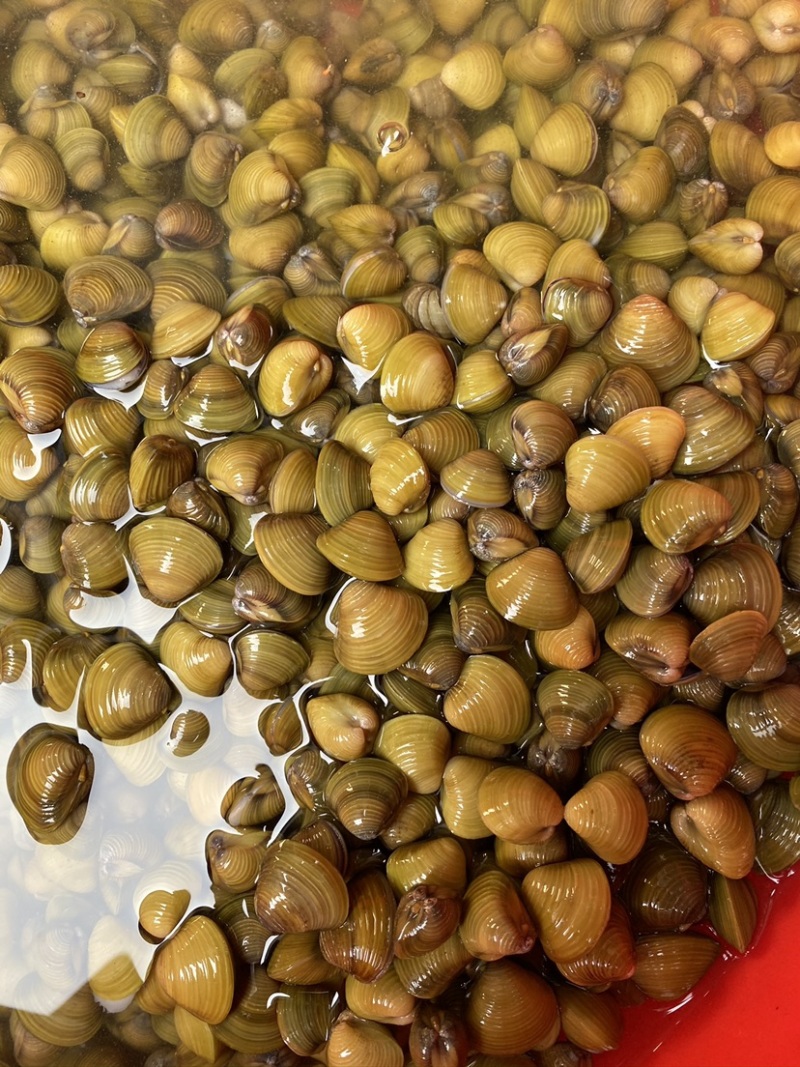 批发淡水鲜活小蛤蜊黄金沙蚬子蚬子肉产地直发