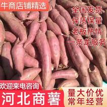 （推荐）河北邯郸临漳商薯19大量上市欢迎选购