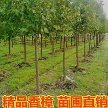 江西香樟树苗1-3公分产地直供一手货源价格