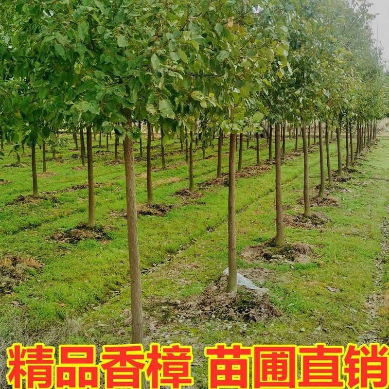 江西香樟树苗1-3公分产地直供一手货源价格优惠