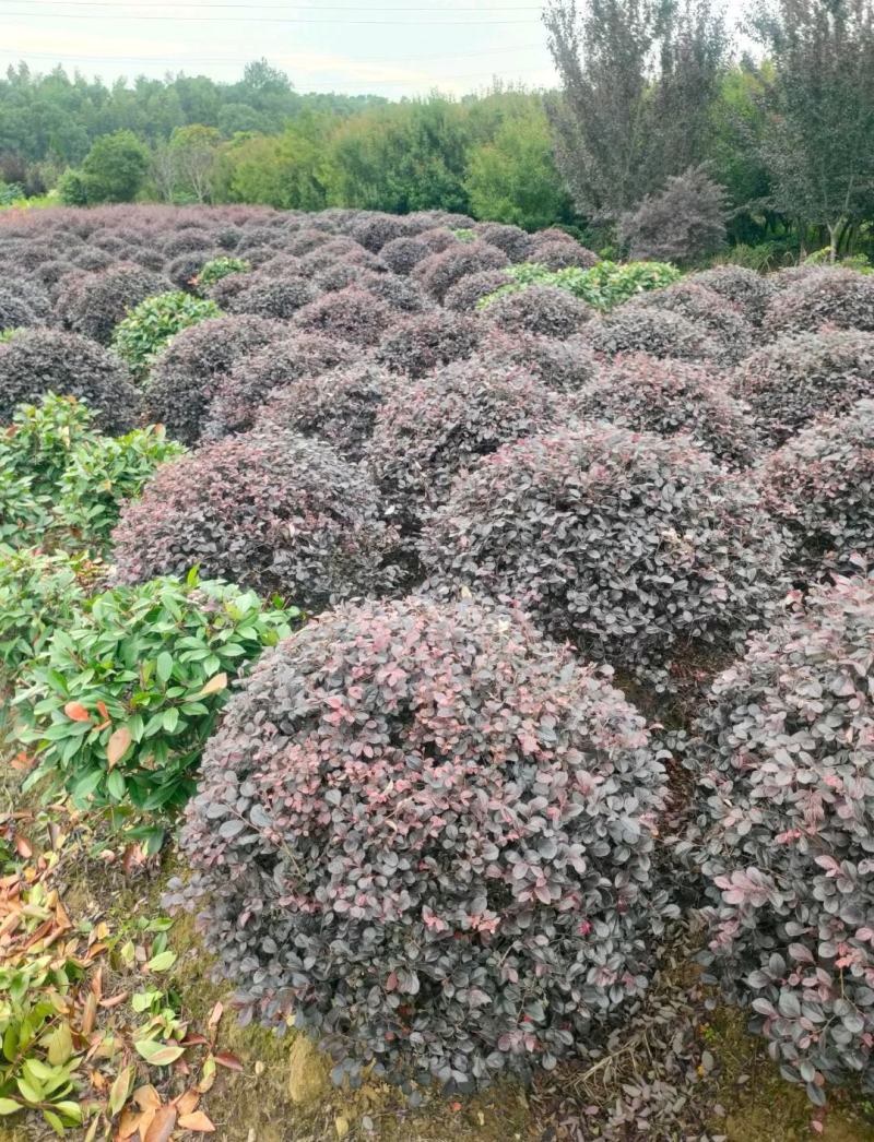【红花继木】江西红花继木大量现货基地直供一手货源