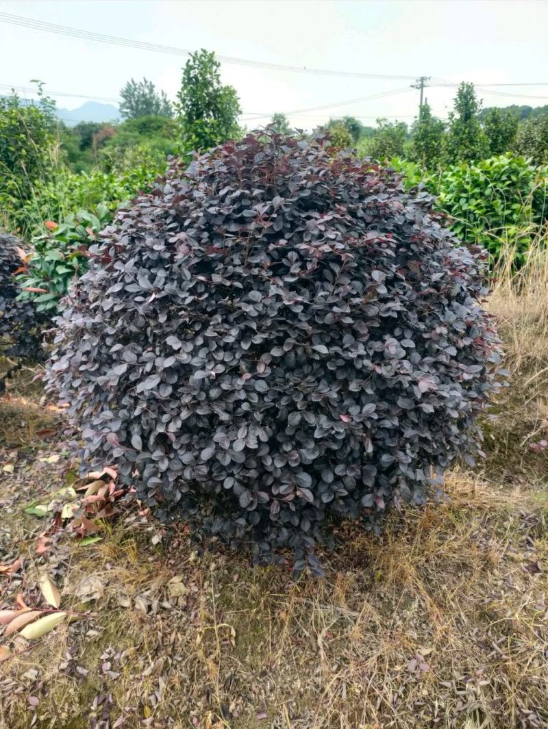 【红花继木】江西红花继木大量现货基地直供一手货源