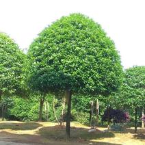 桂花树4-5米冠幅产地直供，量大价优保质保量全国发货