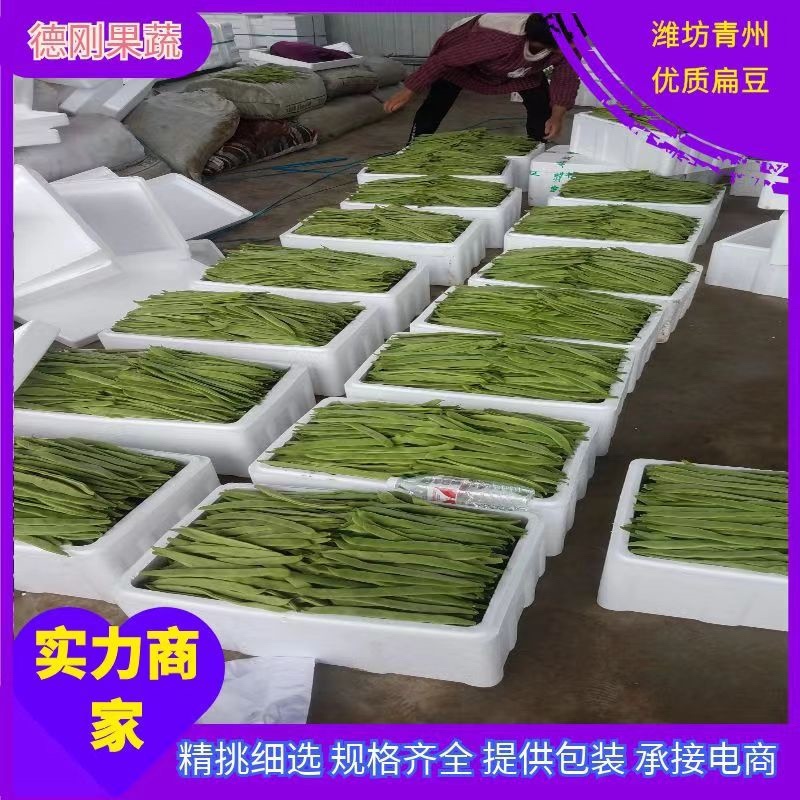 潍坊青州，绿扁豆，扁青，大量上市欢迎老板咨询采购。