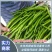 潍坊青州.黑线椒.黑条.3号椒.8号椒开始大量上市
