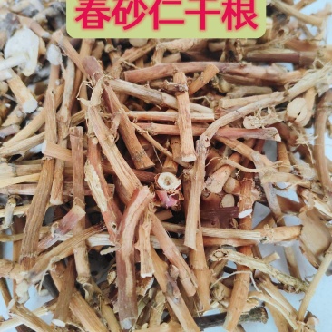 砂仁根干货广东阳春蟠龙精选特级干根货汤料产地直发