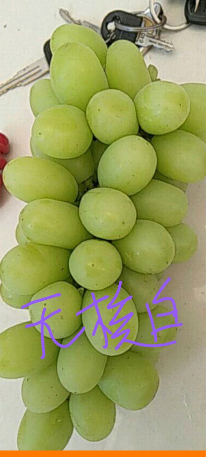大漠葡萄，脆甜爆汁，风味独特，欢迎大家来釆购