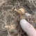 黄精种苗，多花姜型黄精，药典品种，基地直供，提供技术指导