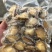 鲜冻鲍鱼肉活鲍现剥去壳去内脏捞汁食材九孔鲍鱼大小规格都有