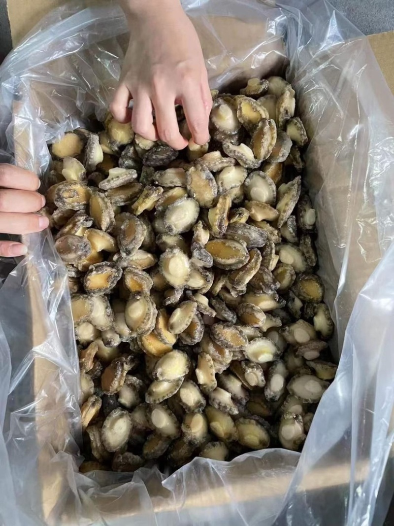 鲜冻鲍鱼肉活鲍现剥去壳去内脏捞汁食材九孔鲍鱼大小规格都有