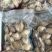鲜冻鲍鱼肉活鲍现剥去壳去内脏捞汁食材九孔鲍鱼大小规格都有