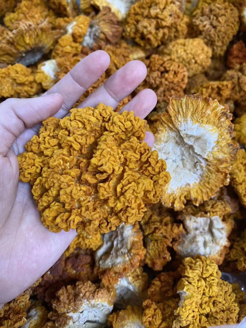 黄金耳大个