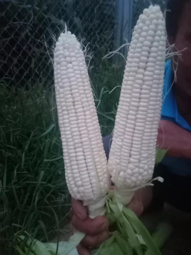 美玉27玉米，产地批发，个大，皮绿，无虫，籽粒饱满
