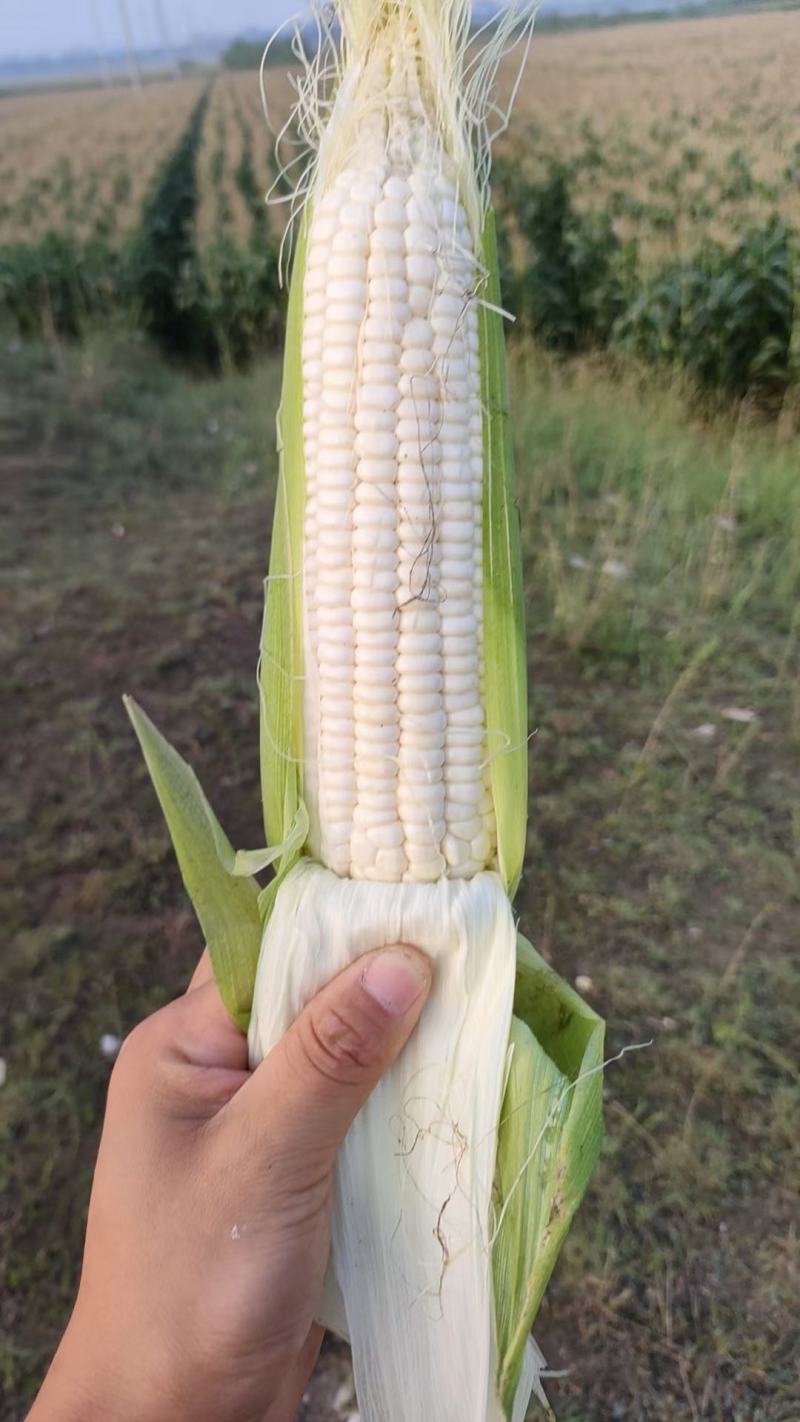 美玉27玉米，产地批发，个大，皮绿，无虫，籽粒饱满