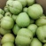 早熟梨70起步