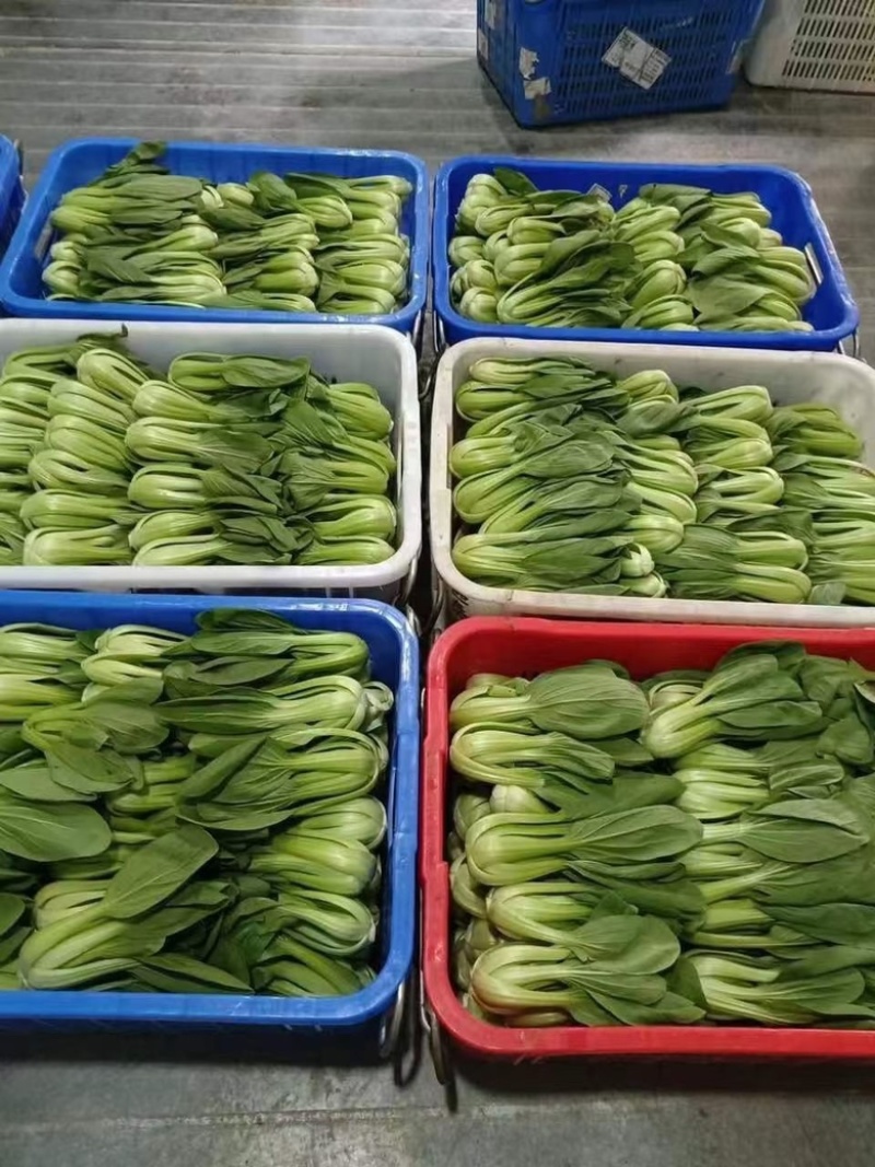 香芹油菜宁夏本地菜心……