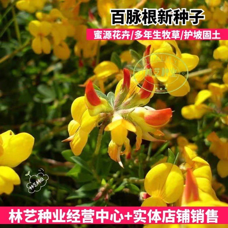 百脉根种子牧草种子五叶草牛角花草种子多年生牧草护坡
