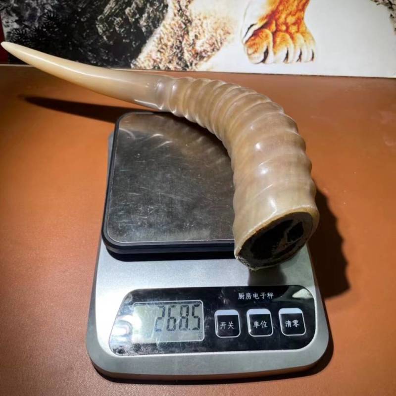 仿炫羊角现货，非常漂亮完美弧度很难的