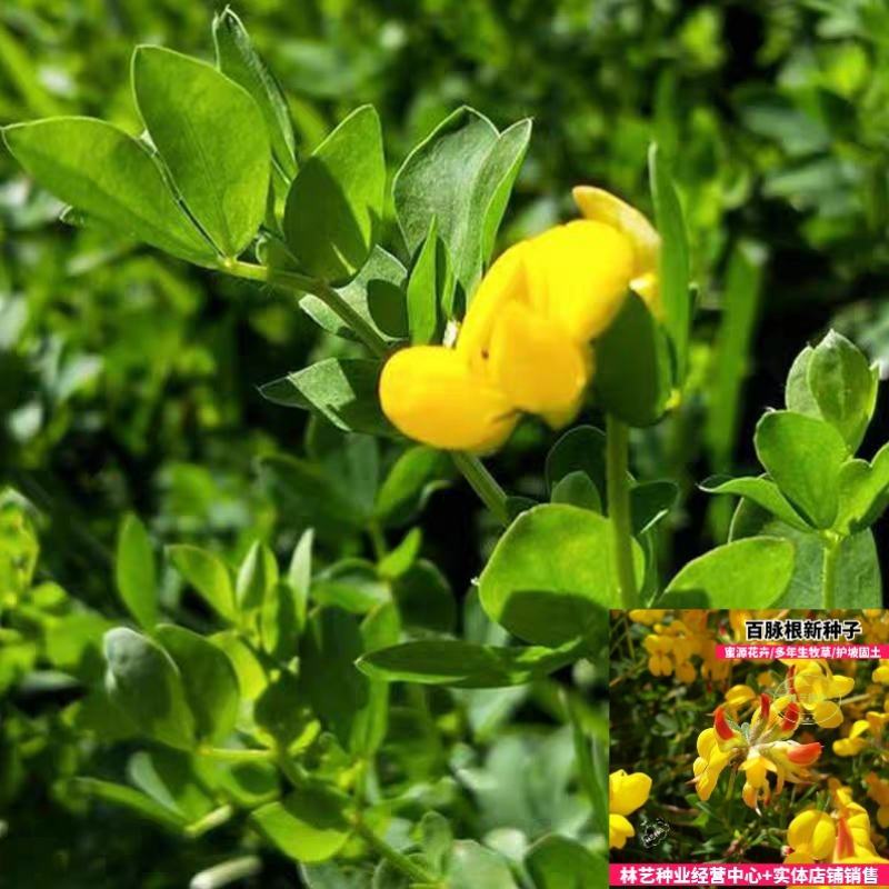 百脉根种子牧草种子五叶草牛角花草种子多年生牧草护坡