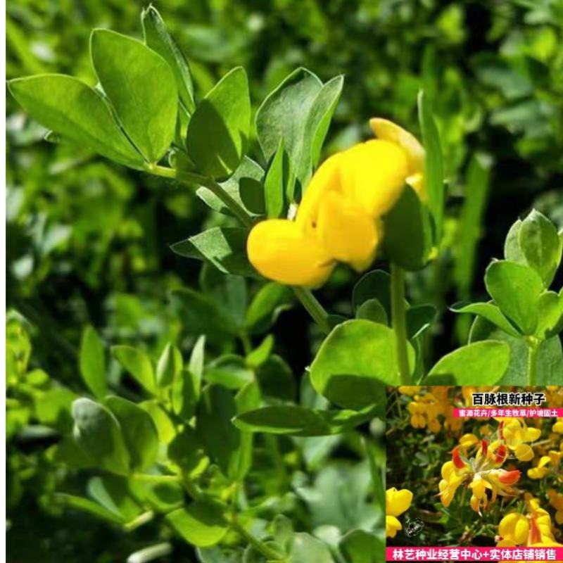 百脉根种子牧草种子五叶草牛角花草种子多年生牧草护坡