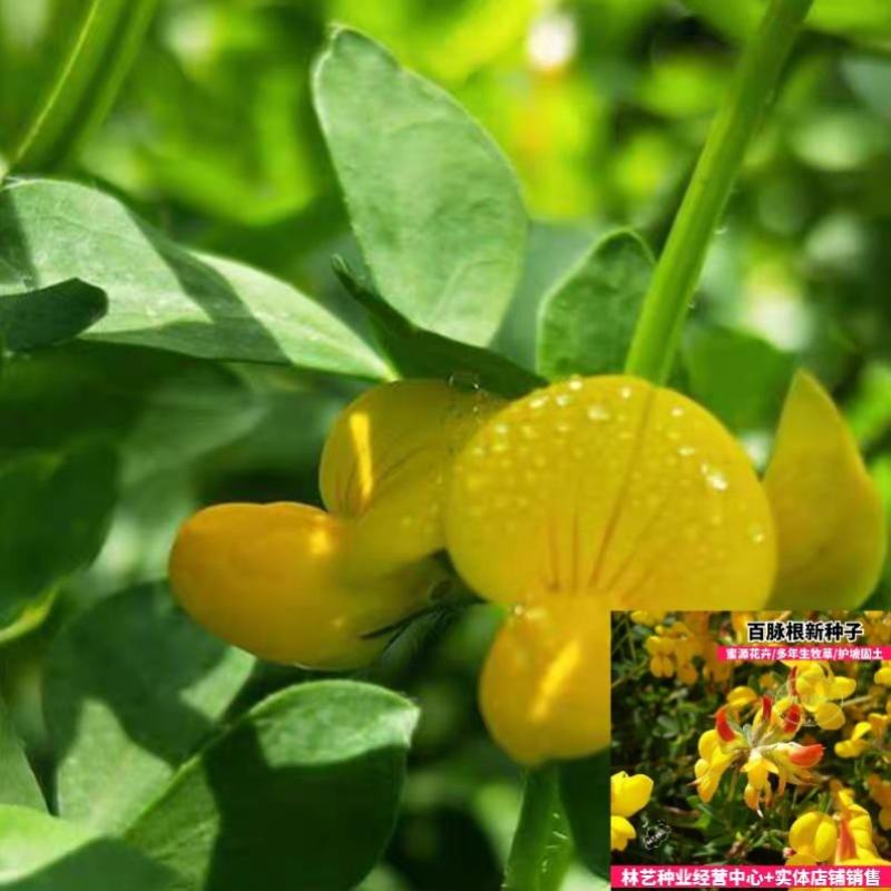 百脉根种子牧草种子五叶草牛角花草种子多年生牧草护坡