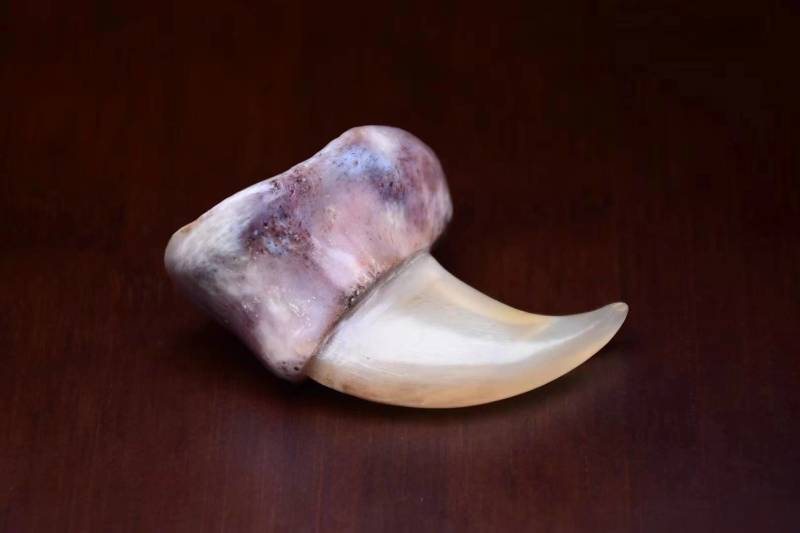 仿树脂爪孟加拉