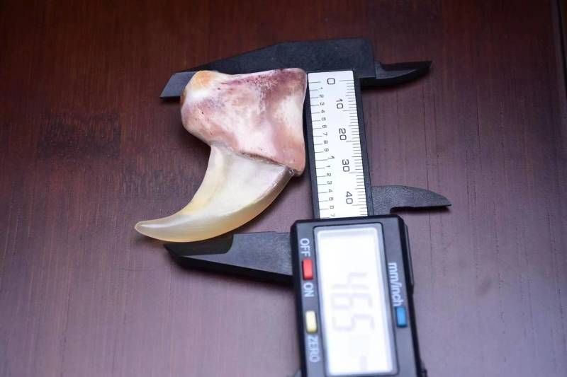 仿树脂爪孟加拉