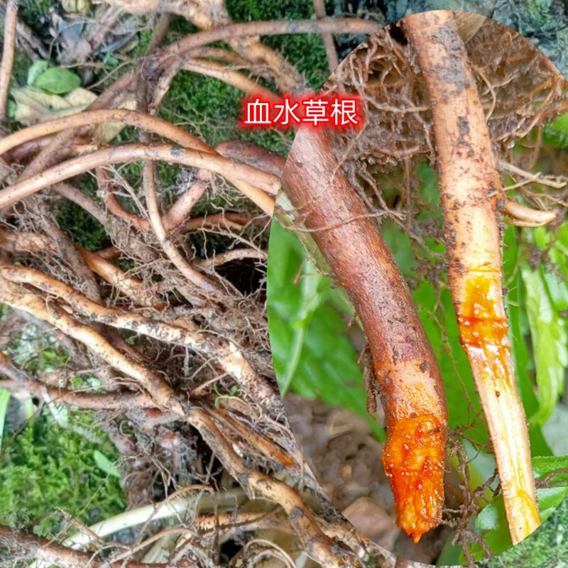 血水草，水黄连，广扁线，金腰带，鲜货，包邮！
