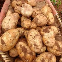云南丽薯六号土豆，大量上市，产地直发，量大从优