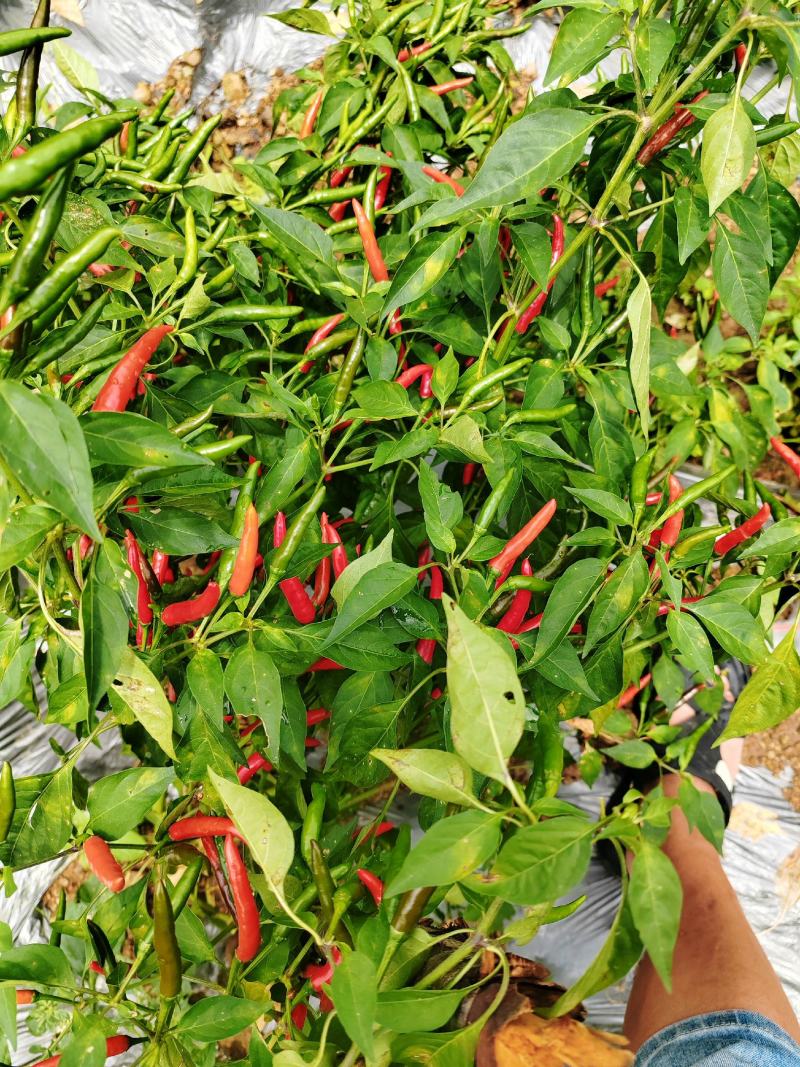 新52小米椒朝天椒