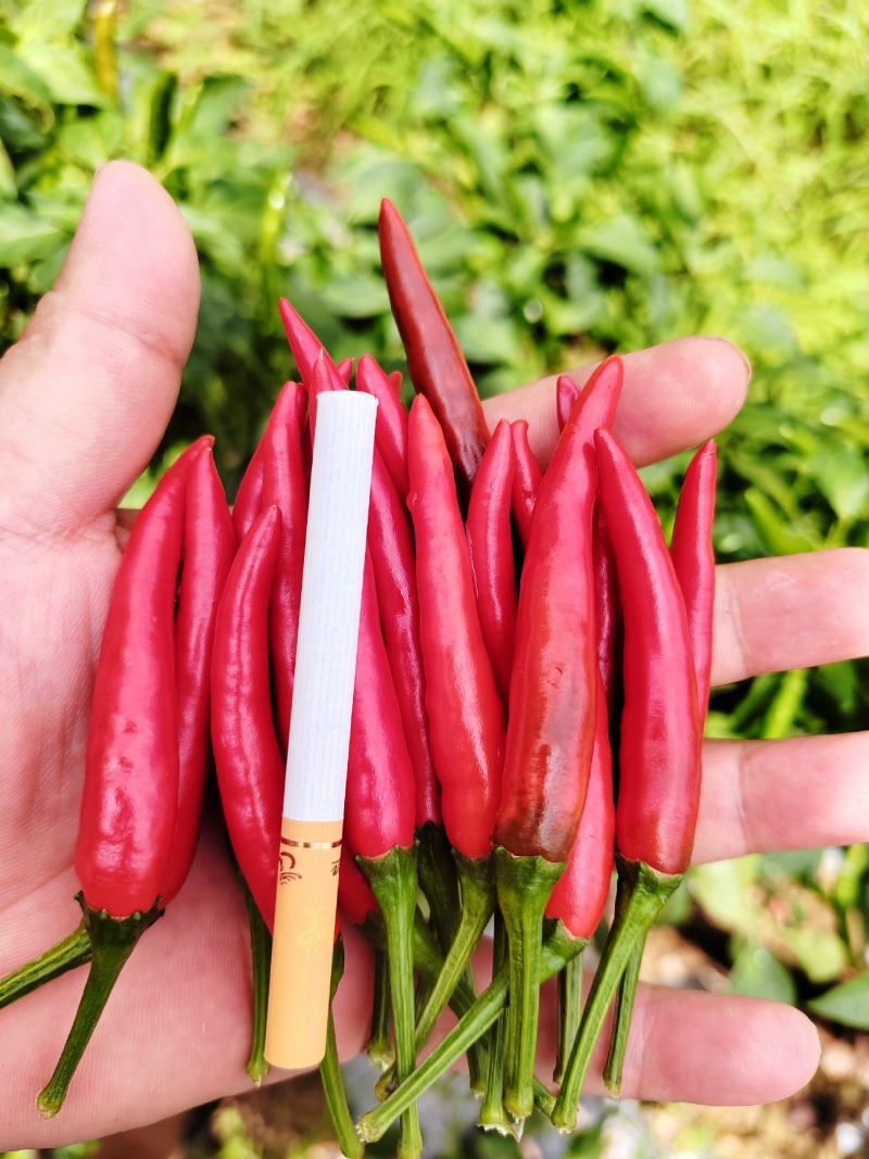 新52小米椒朝天椒