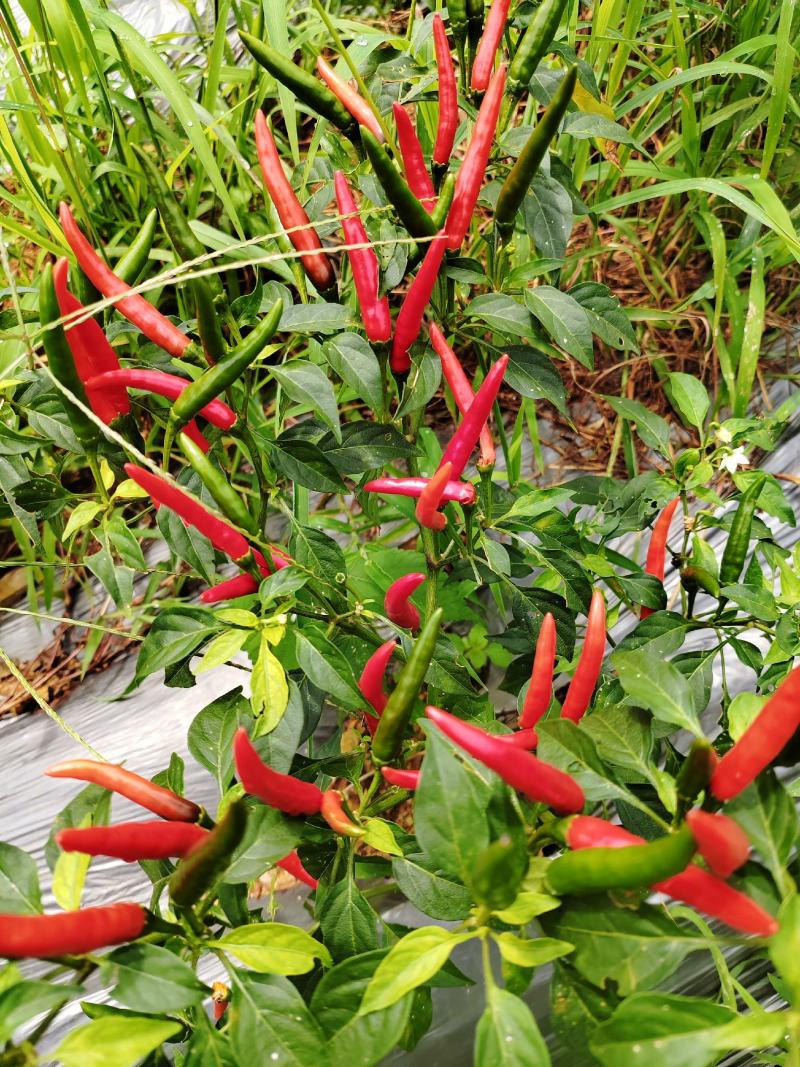 新52小米椒朝天椒