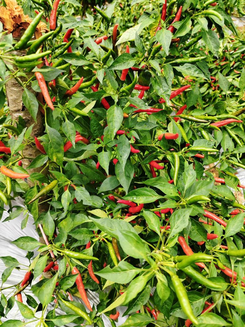 新52小米椒朝天椒