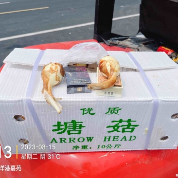 云南万亩基地白玉慈菇