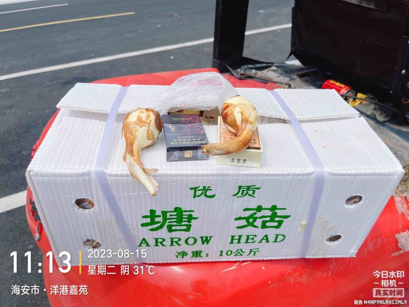 云南万亩基地白玉慈菇