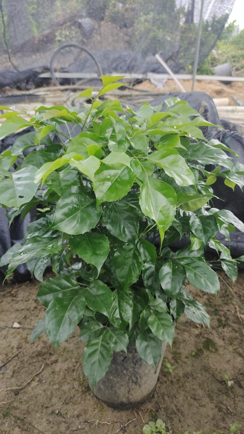 幸福树基地直销