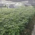 幸福树基地直销