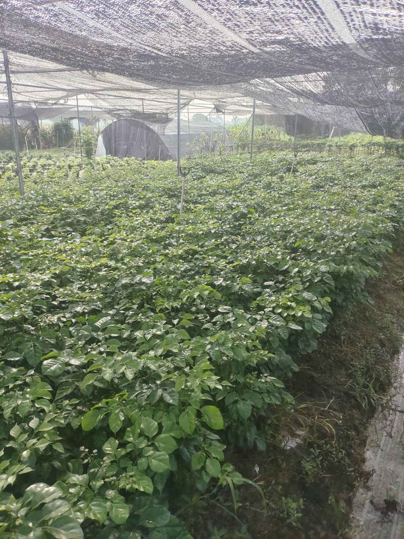 幸福树基地直销