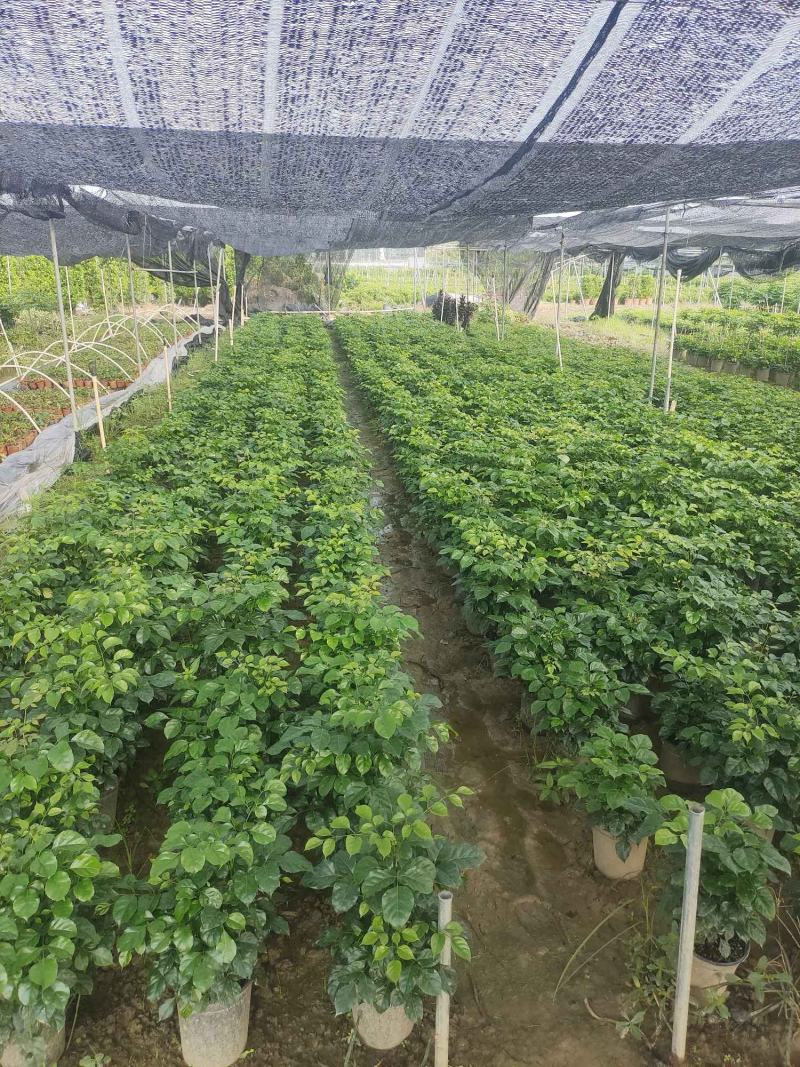 幸福树基地直销