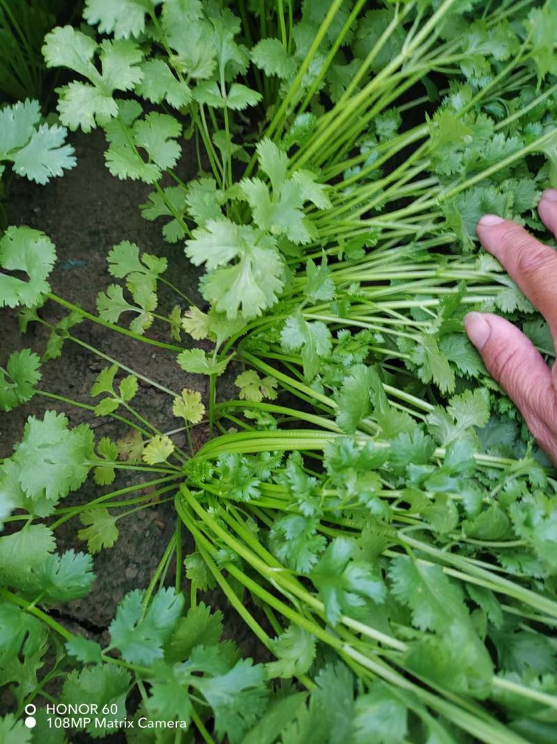 香菜/大叶香菜/小叶香菜河北香菜基地批发稳定货源保质保量