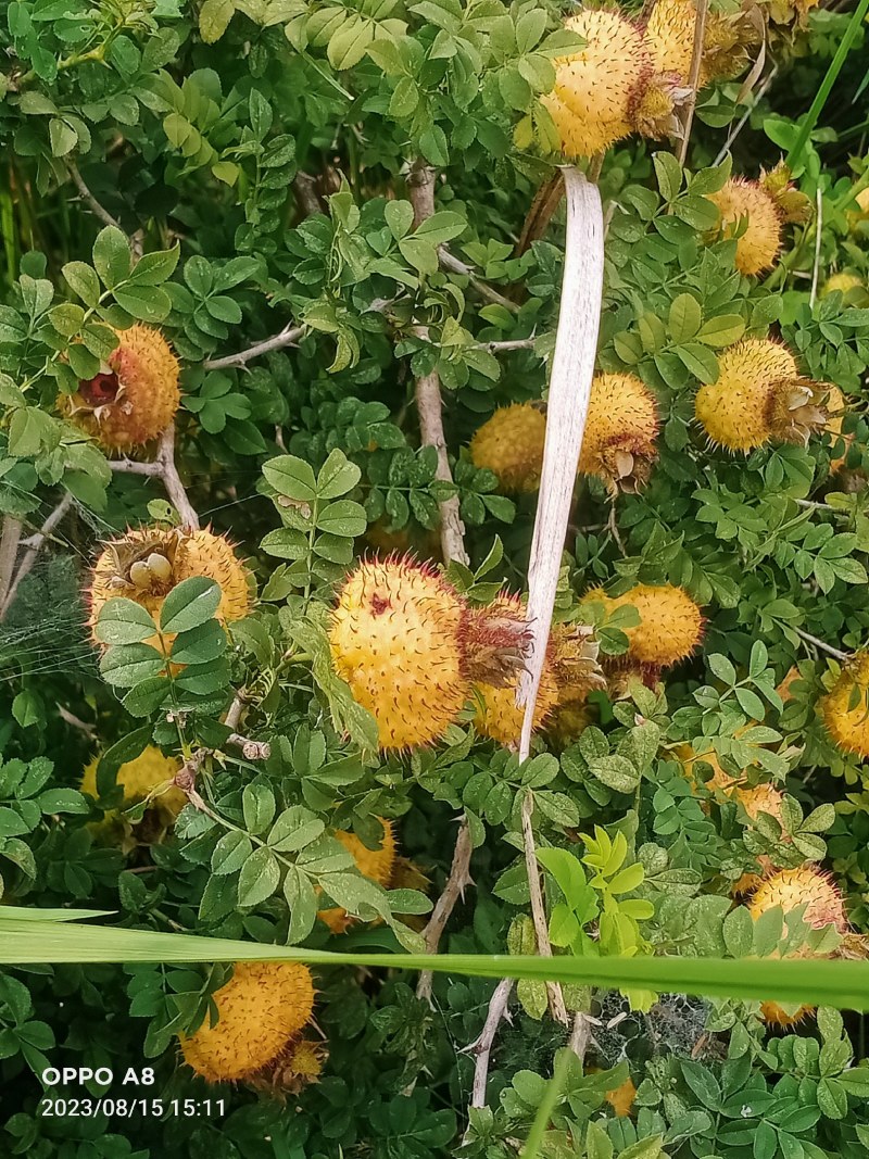 贵州大方鲜刺梨
