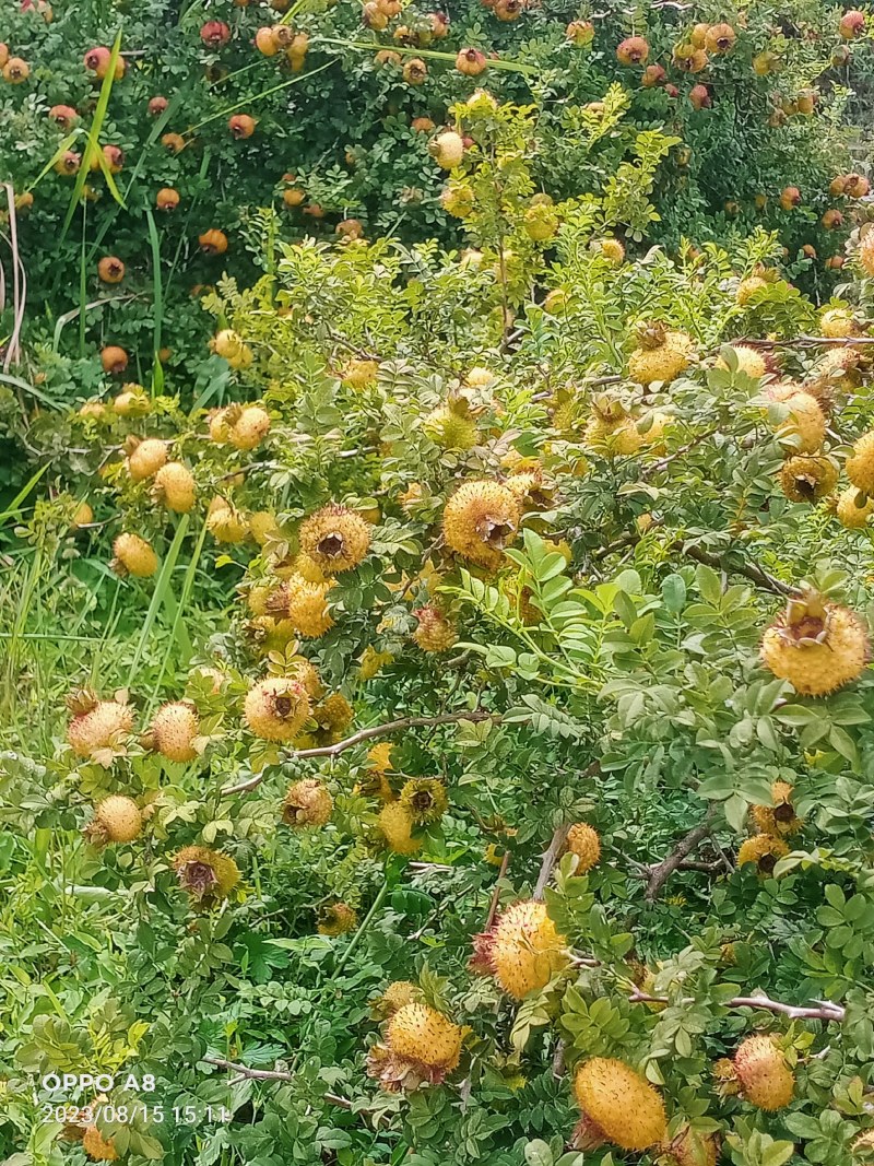 贵州大方鲜刺梨