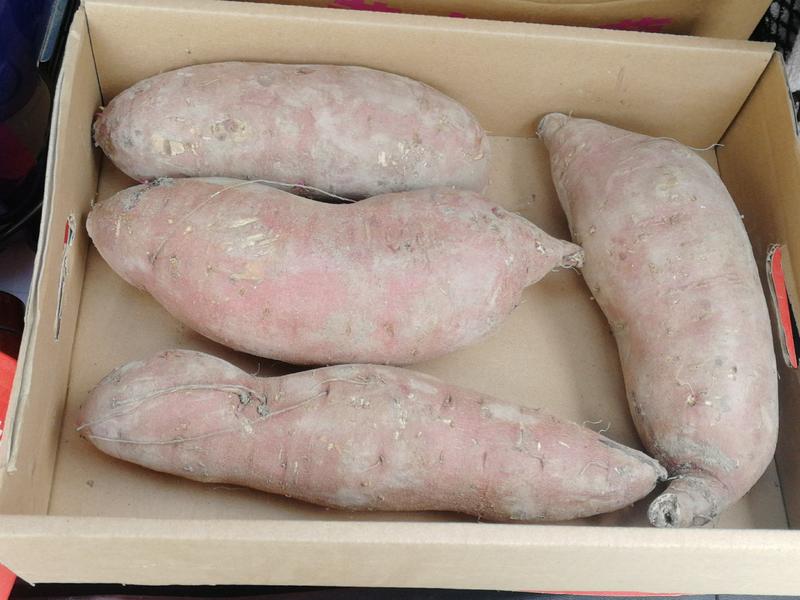 常年供应红瑶冰薯️烤薯专用8两-1.2起大果金仓莨种
