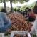 珍珠枣油桃一个村子可以采20万斤货，口感脆甜带有枣的味道