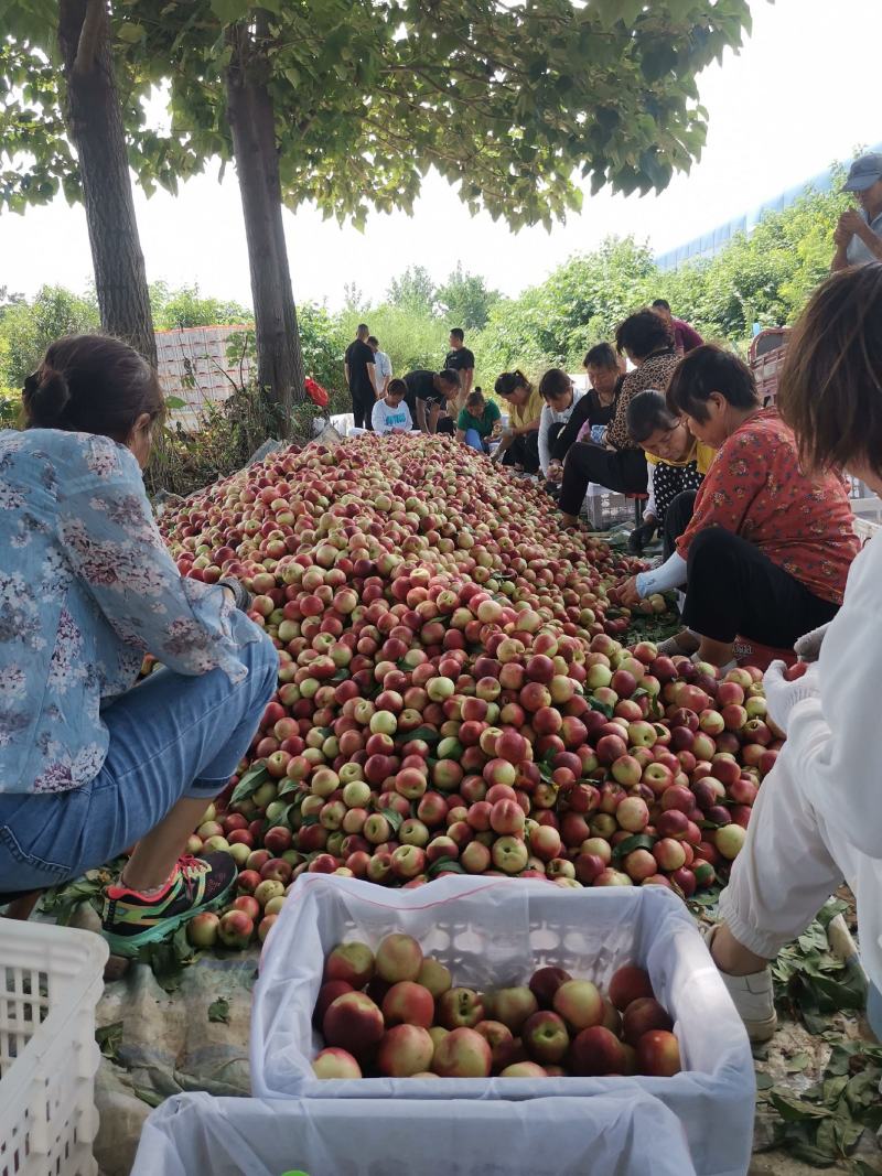 珍珠枣油桃一个村子可以采20万斤货，口感脆甜带有枣的味道