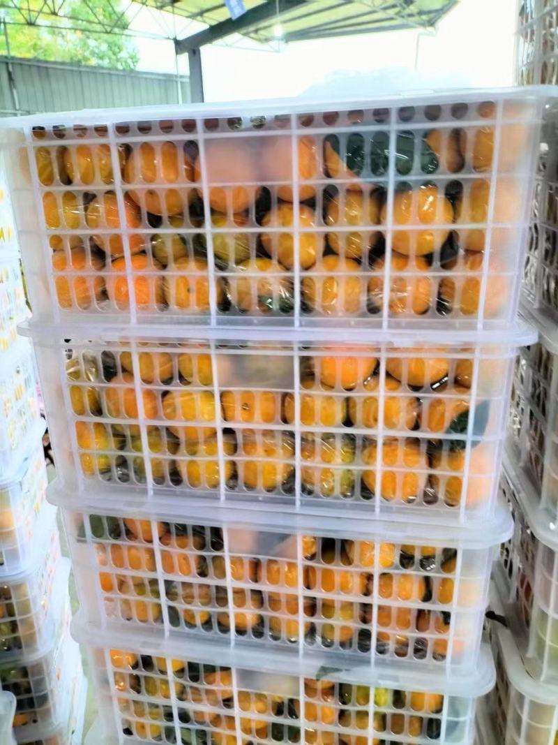 湖北高山蜜橘，原产地发货，量大优惠，欢迎新老客户前来合作