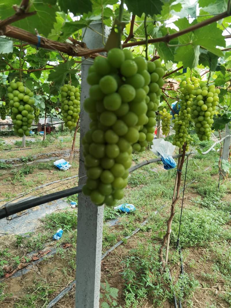 [果园直采]精品阳光玫瑰，河南夏邑葡萄园区看货甜度高